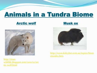 Tundra biome