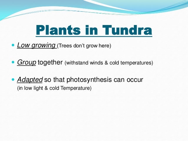 facts about the tundra