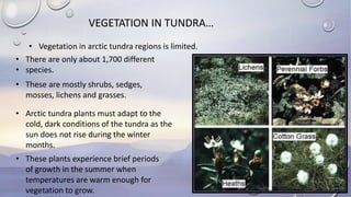 VEGETATION IN TUNDRA…
• There are only about 1,700 different
• species.
• These are mostly shrubs, sedges,
mosses, lichens and grasses.
• Vegetation in arctic tundra regions is limited.
• Arctic tundra plants must adapt to the
cold, dark conditions of the tundra as the
sun does not rise during the winter
months.
• These plants experience brief periods
of growth in the summer when
temperatures are warm enough for
vegetation to grow.
 