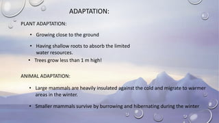 ADAPTATION:
PLANT ADAPTATION:
ANIMAL ADAPTATION:
• Growing close to the ground
• Having shallow roots to absorb the limited
water resources.
• Trees grow less than 1 m high!
• Large mammals are heavily insulated against the cold and migrate to warmer
areas in the winter.
• Smaller mammals survive by burrowing and hibernating during the winter
 