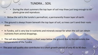 TUNDRA... SOIL
• During the short summers the top layer of soil may thaw just long enough to let
plants grow and reproduce.
• Below the soil is the tundra's permafrost, a permanently frozen layer of earth.
• The ground is always frozen beneath the top layer of soil, so trees can't send their roots
down.
• In Tundra, soil is very low in nutrients and minerals except for when the soil can obtain
nutrients from animal droppings.
• The soil also becomes frozen a short ways below the ground due to the extremely low
temperatures of the Tundra
• The poor soil quality also contributes to a short growth period of only 45 to 90 days.
 