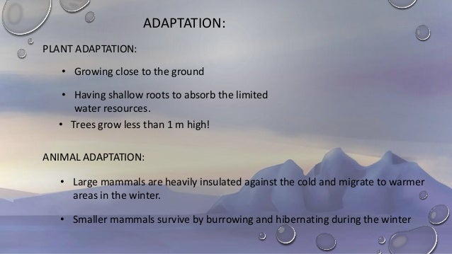 Tundra Biome