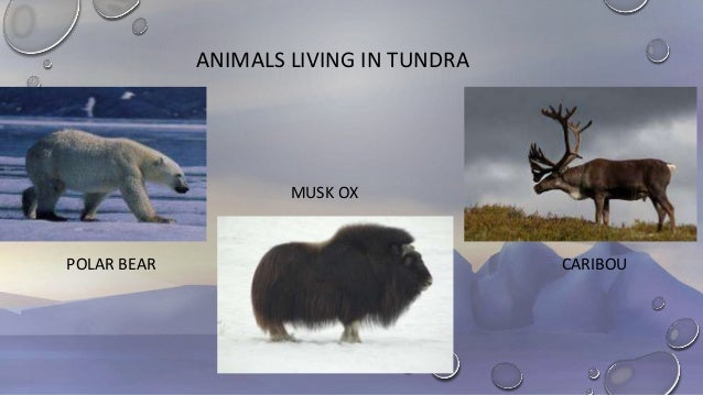 Tundra Biome