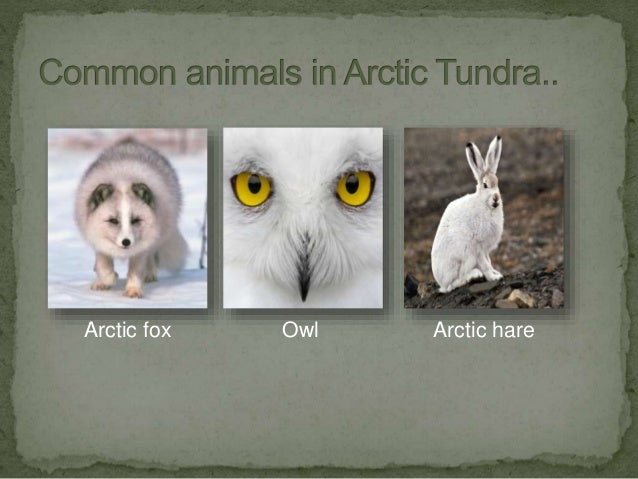 Tundra biomes
