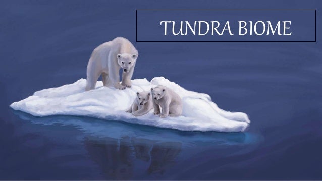 tundra biome a descriptive study tundra biomes
