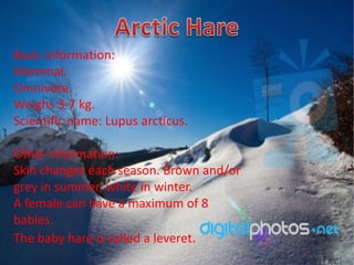 Basic Information:
Mammal.
Omnivore.
Weighs 3-7 kg.
Scientific name: Lupus arcticus.

Other information:
Skin changes each season. Brown and/or
grey in summer, white in winter.
A female can have a maximum of 8
babies.
The baby hare is called a leveret.
 