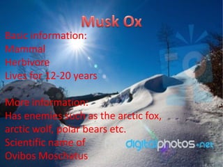 Basic information:
Mammal
Herbivore
Lives for 12-20 years

More information:
Has enemies such as the arctic fox,
arctic wolf, polar bears etc.
Scientific name of
Ovibos Moschatus
 