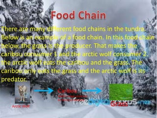There are many different food chains in the tundra.
Below is an example of a food chain. In this food chain
below, the grass is the producer. That makes the
caribou consumer 1 and the arctic wolf consumer 2.
the arctic wolf eats the caribou and the grass. The
caribou only eats the grass and the arctic wolf is its
predator.
                    Caribou
                    (NOTE: image could not
                    be found on website)

   Arctic Wolf                               Grass
 