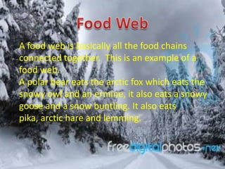 A food web is basically all the food chains
connected together. This is an example of a
food web.
A polar bear eats the arctic fox which eats the
snowy owl and an ermine, it also eats a snowy
goose and a snow buntling. It also eats
pika, arctic hare and lemming.
 