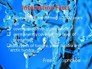  Believed to have formed 10,000 years
  ago
 covers one tenth of the world
 permanently covered in a layer of
  permafrost
two types of tundra, polar tundra and
 arctic tundra
 