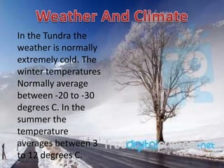 In the Tundra the
weather is normally
extremely cold. The
winter temperatures
Normally average
between -20 to -30
degrees C. In the
summer the
temperature
averages between 3
to 12 degrees C.
 
