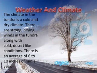 The climate in the
tundra is a cold and
dry climate. There
are strong, drying
winds in the tundra
along with
cold, desert like
conditions. There is
an average of 6 to
10 inches of rain a
year.
 