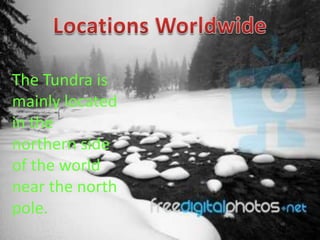 The Tundra is
mainly located
in the
northern side
of the world
near the north
pole.
 