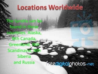 The tundra can be
  found in these
countries. Alaska,
   Nth Canada,
  Greenland, Nth
 Scandinavia, Nth
      Siberia
    and Russia
 