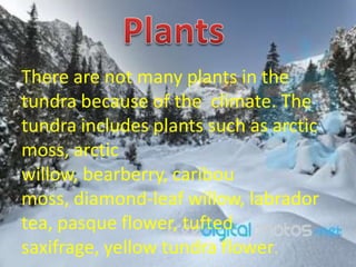 There are not many plants in the
tundra because of the climate. The
tundra includes plants such as arctic
moss, arctic
willow, bearberry, caribou
moss, diamond-leaf willow, labrador
tea, pasque flower, tufted
saxifrage, yellow tundra flower.
 