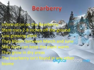 Information on the Bearberry:
Stem rises 2-8 inches off the ground
Low growing plant
They bloom between March and June
Silky hairs can keep the plant warm
They grow in dry areas
The bearberry isn’t found in any other
biome
 