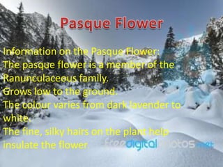 Information on the Pasque Flower:
The pasque flower is a member of the
Ranunculaceous family.
Grows low to the ground.
The colour varies from dark lavender to
white.
The fine, silky hairs on the plant help
insulate the flower.
 