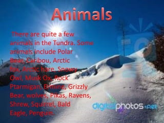 There are quite a few
animals in the Tundra. Some
animals include Polar
Bear, Caribou, Arctic
fox, Arctic hare, Snowy
Owl, Musk Ox, Rock
Ptarmigan, Ermine, Grizzly
Bear, wolves, Pikas, Ravens,
Shrew, Squirrel, Bald
Eagle, Penguin.
 