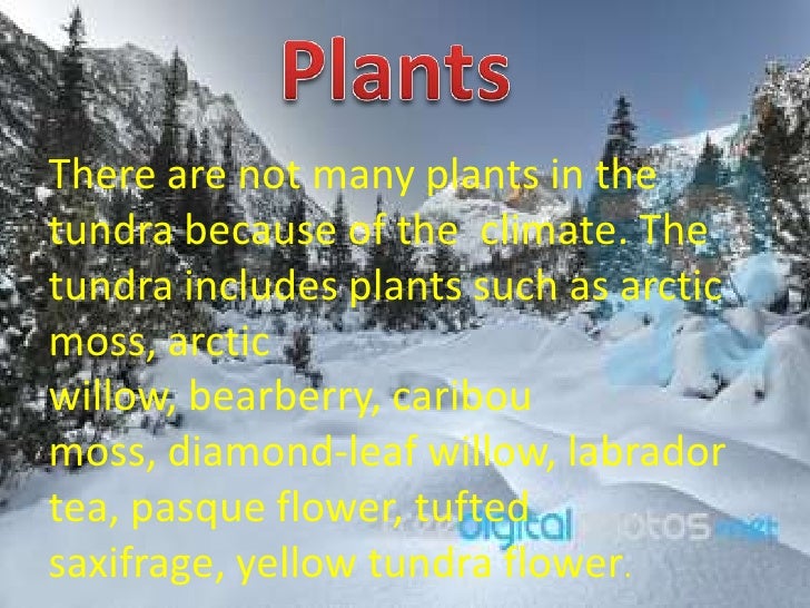 facts about the tundra