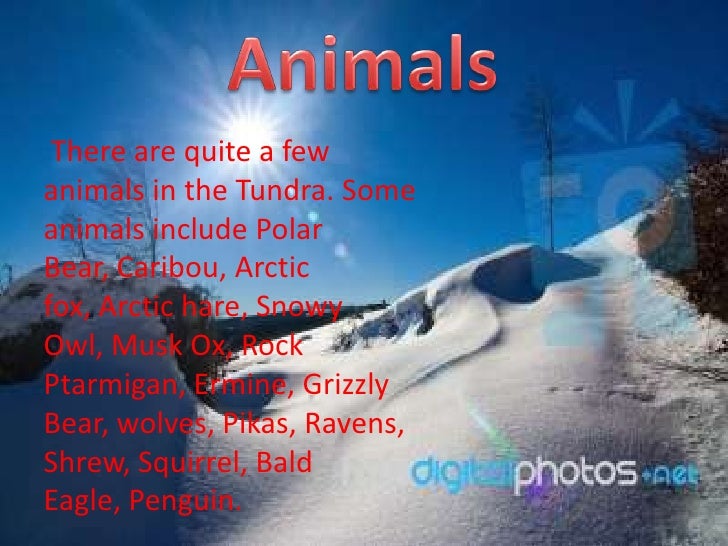 facts about the tundra