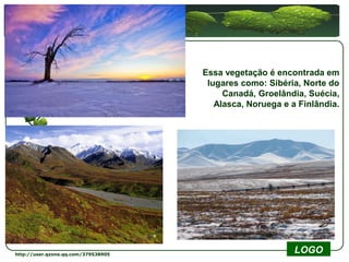Essa vegetação é encontrada em
                                      lugares como: Sibéria, Norte do
                                          Canadá, Groelândia, Suécia,
                                        Alasca, Noruega e a Finlândia.




http://user.qzone.qq.com/379538905
                                                           LOGO
 