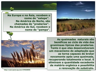 Na Europa e na Ásia, recebem o 
    Na Europa e na Ásia, recebem o 
                nome de “estepe”. 
                nome de “estepe”. 
          Na América do Norte, são 
           Na América do Norte, são 
         chamadas de “pradarias”. 
          chamadas de “pradarias”. 
     Na América do Sul, recebem o 
      Na América do Sul, recebem o 
                nome de “pampa”.
                 nome de “pampa”.


                                            As queimadas  naturais são 
                                             As queimadas  naturais são 
                                          benéficas ao ciclo de vida das 
                                           benéficas ao ciclo de vida das 
                                       gramíneas típicas das pradarias. 
                                        gramíneas típicas das pradarias. 
                                       Tanto é que elas desenvolveram 
                                        Tanto é que elas desenvolveram 
                                     um mecanismo de adaptação que 
                                      um mecanismo de adaptação que 
                                             as torna capazes de brotar 
                                              as torna capazes de brotar 
                                       novamente após uma queimada, 
                                        novamente após uma queimada, 
                                     recuperando totalmente o local. E 
                                      recuperando totalmente o local. E 
                                     eliminam a quantidade excedente 
                                      eliminam a quantidade excedente 
                                       de matéria orgânica e possibilita 
                                       de matéria orgânica e possibilita 
                                              a renovação do substrato.
                                               a renovação do substrato.
                                                               LOGO
http://user.qzone.qq.com/379538905
 