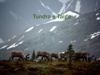 Tundra e Taiga
 