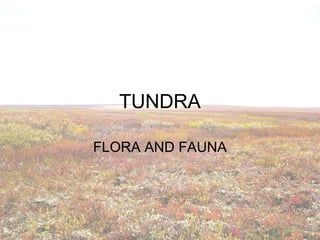 TUNDRA
FLORA AND FAUNA

 