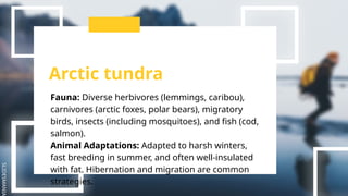 SLIDESMANIA
Arctic tundra
Fauna: Diverse herbivores (lemmings, caribou),
carnivores (arctic foxes, polar bears), migratory
birds, insects (including mosquitoes), and fish (cod,
salmon).
Animal Adaptations: Adapted to harsh winters,
fast breeding in summer, and often well-insulated
with fat. Hibernation and migration are common
strategies.
 