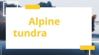 SLIDESMANIA
Alpine
tundra
 