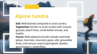 SLIDESMANIA
Alpine tundra
Soil: Well-drained compared to arctic tundra.
Vegetation: Similar to arctic tundra with tussock
grasses, dwarf trees, small-leafed shrubs, and
heaths.
Fauna: Well-adapted animals include mammals
(pikas, marmots, mountain goats, elk), grouselike
birds, and various insects (springtails, beetles,
grasshoppers, butterflies).
 