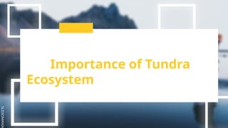 SLIDESMANIA
Importance of Tundra
Ecosystem
 