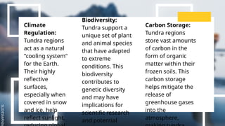 SLIDESMANIA
Biodiversity:
Tundra support a
unique set of plant
and animal species
that have adapted
to extreme
conditions. This
biodiversity
contributes to
genetic diversity
and may have
implications for
scientific research
and potential
Carbon Storage:
Tundra regions
store vast amounts
of carbon in the
form of organic
matter within their
frozen soils. This
carbon storage
helps mitigate the
release of
greenhouse gases
into the
atmosphere,
Climate
Regulation:
Tundra regions
act as a natural
"cooling system"
for the Earth.
Their highly
reflective
surfaces,
especially when
covered in snow
and ice, help
reflect sunlight,
 