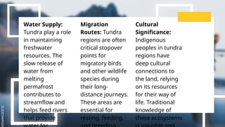 SLIDESMANIA
Water Supply:
Tundra play a role
in maintaining
freshwater
resources. The
slow release of
water from
melting
permafrost
contributes to
streamflow and
helps feed rivers
that provide
Migration
Routes: Tundra
regions are often
critical stopover
points for
migratory birds
and other wildlife
species during
their long-
distance journeys.
These areas are
essential for
resting, feeding,
Cultural
Significance:
Indigenous
peoples in tundra
regions have
deep cultural
connections to
the land, relying
on its resources
for their way of
life. Traditional
knowledge of
these ecosystems
 