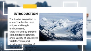 SLIDESMANIA
INTRODUCTION
The tundra ecosystem is
one of the Earth's most
unique and fragile
environments,
characterized by extreme
cold, limited vegetation,
and a variety of specialized
wildlife. This report
provides an overview of
the tundra ecosystem, its
 