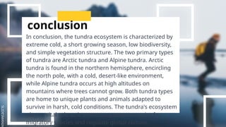 SLIDESMANIA
conclusion
In conclusion, the tundra ecosystem is characterized by
extreme cold, a short growing season, low biodiversity,
and simple vegetation structure. The two primary types
of tundra are Arctic tundra and Alpine tundra. Arctic
tundra is found in the northern hemisphere, encircling
the north pole, with a cold, desert-like environment,
while Alpine tundra occurs at high altitudes on
mountains where trees cannot grow. Both tundra types
are home to unique plants and animals adapted to
survive in harsh, cold conditions. The tundra's ecosystem
plays a vital role as it serves as a stopover point for
migratory species and regulate global climate.
 