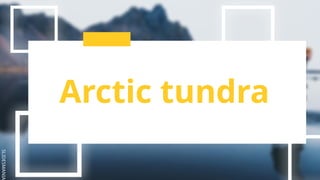 SLIDESMANIA
Arctic tundra
 