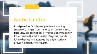 SLIDESMANIA
Arctic tundra
Precipitation: Yearly precipitation, including
snowmelt, ranges from 15 to 25 cm (6-10 inches).
Soil: Slow soil formation; permafrost (permanently
frozen subsoil) predominates. Bogs and ponds
form when water saturates the upper surface,
providing moisture for plants.
 