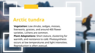 SLIDESMANIA
Arctic tundra
Vegetation: Low shrubs, sedges, mosses,
liverworts, grasses, and around 400 flower
varieties. Lichens are common.
Plant Adaptations: Short stature, clustering for
warmth, and resistance to cold. Photosynthesis
occurs at low temperatures and light intensities.
Reproduction is often asexual.
 