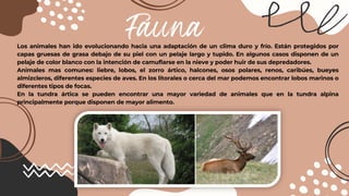 Fauna
Los animales han ido evolucionando hacia una adaptación de un clima duro y frío. Están protegidos por
capas gruesas de grasa debajo de su piel con un pelaje largo y tupido. En algunos casos disponen de un
pelaje de color blanco con la intención de camuflarse en la nieve y poder huir de sus depredadores.
Animales mas comunes: liebre, lobos, el zorro ártico, halcones, osos polares, renos, caribúes, bueyes
almizcleros, diferentes especies de aves. En los litorales o cerca del mar podemos encontrar lobos marinos o
diferentes tipos de focas.
En la tundra ártica se pueden encontrar una mayor variedad de animales que en la tundra alpina
principalmente porque disponen de mayor alimento.
 