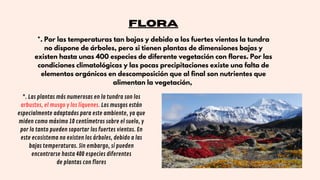FLORA
*. Por las temperaturas tan bajas y debido a los fuertes vientos la tundra
no dispone de árboles, pero si tienen plantas de dimensiones bajas y
existen hasta unas 400 especies de diferente vegetación con flores. Por las
condiciones climatológicas y las pocas precipitaciones existe una falta de
elementos orgánicos en descomposición que al final son nutrientes que
alimentan la vegetación,
*. Las plantas más numerosas en la tundra son los
arbustos, el musgo y los líquenes. Los musgos están
especialmente adaptados para este ambiente, ya que
miden como máximo 10 centímetros sobre el suelo, y
por lo tanto pueden soportar los fuertes vientos. En
este ecosistema no existen los árboles, debido a las
bajas temperaturas. Sin embargo, sí pueden
encontrarse hasta 400 especies diferentes
de plantas con flores
 
