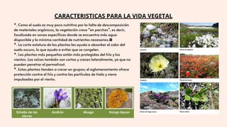 CARACTERISTICAS PARA LA VIDA VEGETAL
*. Como el suelo es muy poco nutritivo por la falta de descomposición
de materiales orgánicos, la vegetación crece “en parches”, es decir,
focalizada en zonas específicas donde se encuentra más agua
disponible y la mínima cantidad de nutrientes necesarios.
*. La corta estatura de las plantas les ayuda a absorber el calor del
suelo oscuro, lo que ayuda a evitar que se congelen.
*. Las plantas más pequeñas están más protegidas del frío y los
vientos. Las raíces también son cortas y crecen lateralmente, ya que no
pueden penetrar el permafrost.
*. Estas plantas tienden a crecer en grupos; el aglomeramiento ofrece
protección contra el frío y contra las partículas de hielo y nieve
impulsadas por el viento.
 