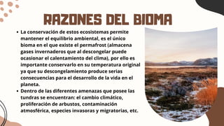RAZONES DEL BIOMA
La conservación de estos ecosistemas permite
mantener el equilibrio ambiental, es el único
bioma en el que existe el permafrost (almacena
gases invernaderos que al descongelar puede
ocasionar el calentamiento del clima), por ello es
importante conservarlo en su temperatura original
ya que su descongelamiento produce serias
consecuencias para el desarrollo de la vida en el
planeta.
Dentro de las diferentes amenazas que posee las
tundras se encuentran: el cambio climático,
proliferación de arbustos, contaminación
atmosférica, especies invasoras y migratorias, etc.
 