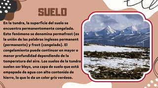 SUELO
En la tundra, la superficie del suelo se
encuentra permanentemente congelada.
Este fenómeno se denomina permafrost (es
la unión de las palabras inglesas permanent
(permanente) y frost (congelado). El
congelamiento puede continuar en mayor o
menor profundidad dependiendo de la
temperatura del aire. Los suelos de la tundra
suelen ser bleys, una capa de suelo que está
empapado de agua con alto contenido de
hierro, lo que le da un color gris verdoso.
 