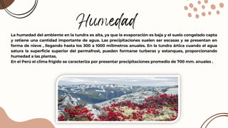 Humedad
La humedad del ambiente en la tundra es alta, ya que la evaporación es baja y el suelo congelado capta
y retiene una cantidad importante de agua. Las precipitaciones suelen ser escasas y se presentan en
forma de nieve , llegando hasta los 300 a 1000 milímetros anuales. En la tundra ártica cuando el agua
satura la superficie superior del permafrost, pueden formarse turberas y estanques, proporcionando
humedad a las plantas.
En el Perú el clima frígido se caracteriza por presentar precipitaciones promedio de 700 mm. anuales .
 