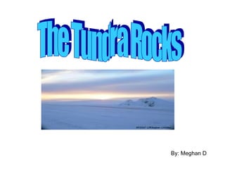 By: Meghan D The Tundra Rocks 
