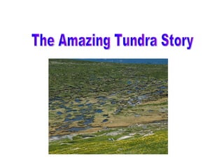 The Amazing Tundra Story 