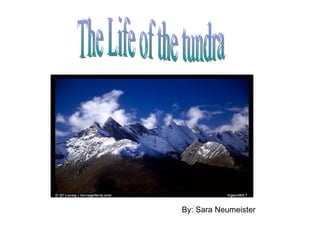 By: Sara Neumeister The Life of the tundra 