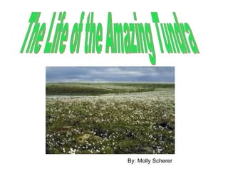 The Life of the Amazing Tundra By: Molly Scherer 