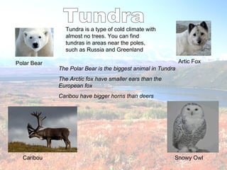 Tundra is a type of cold climate with
               almost no trees. You can find
               tundras in areas near the poles,
               such as Russia and Greenland

Polar Bear                                                    Artic Fox
             The Polar Bear is the biggest animal in Tundra
             The Arctic fox have smaller ears than the
             European fox
             Caribou have bigger horns than deers




  Caribou                                                 Snowy Owl
 